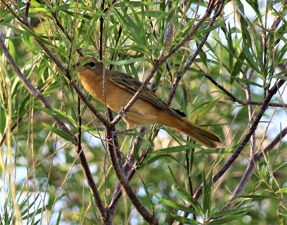 tanager sp. (Piranga sp.) - ML608813932