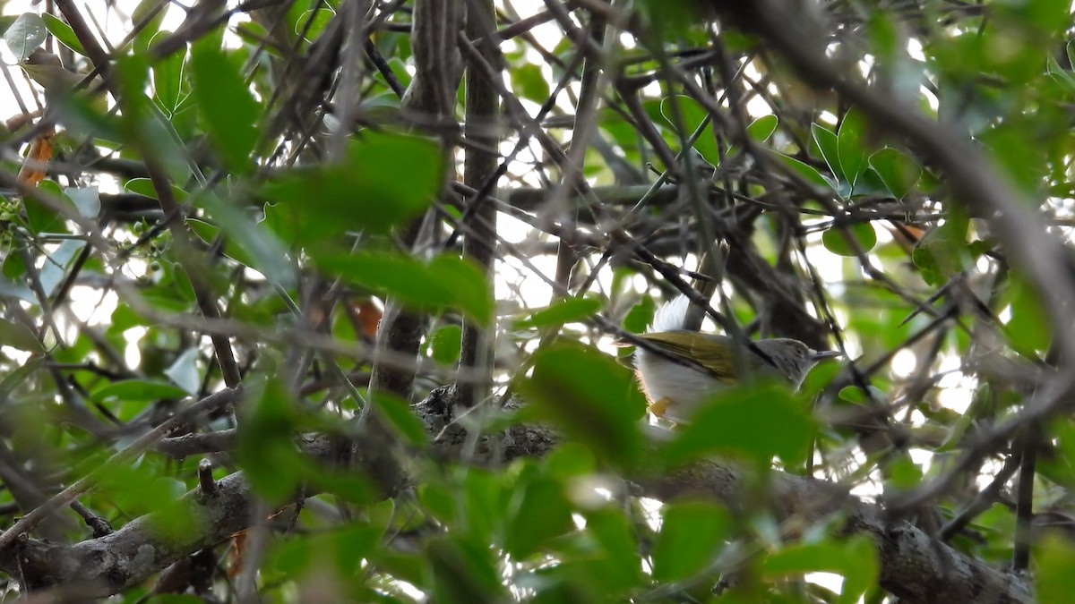 Hartert's Camaroptera - Hervé JACOB