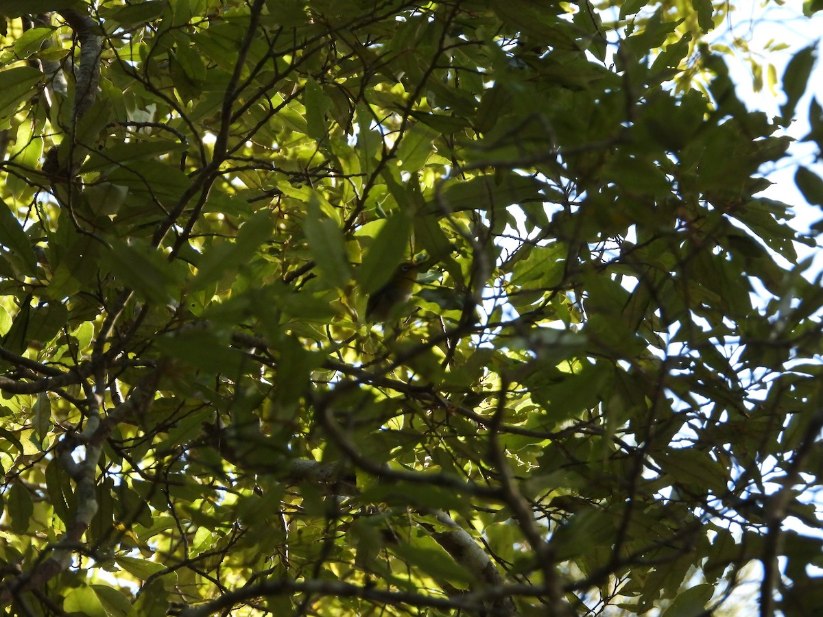 Graumantel-Brillenvogel - ML608813986