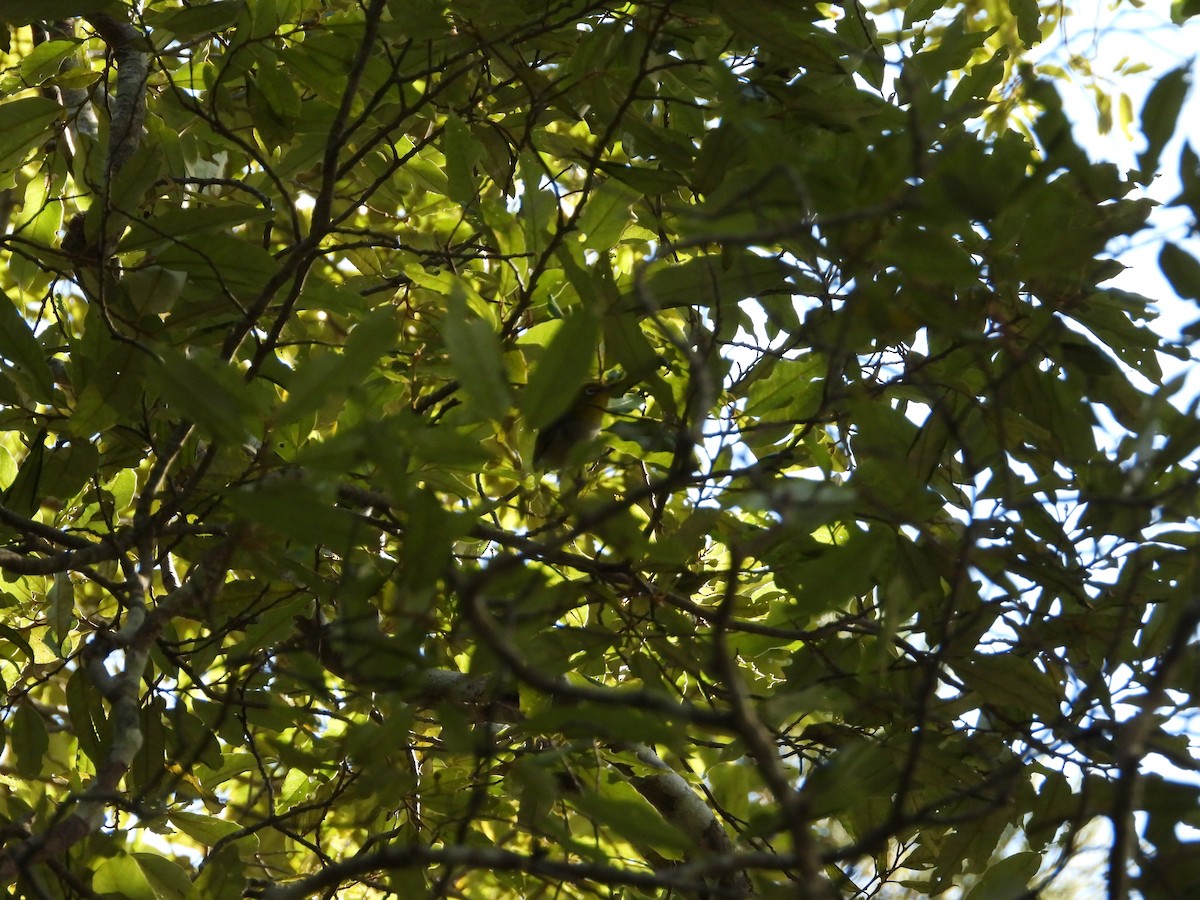 Silvereye - Cherri and Peter Gordon