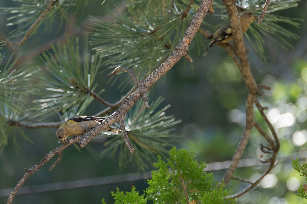 Evening Grosbeak - ML608814019