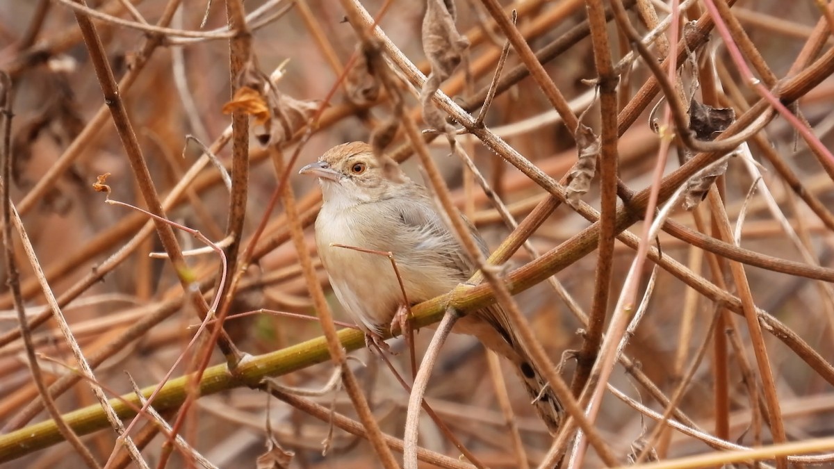 Bubbling Cisticola - ML608814027