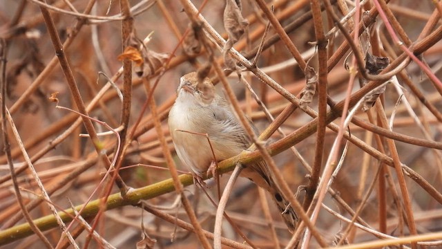 Bubbling Cisticola - ML608814030