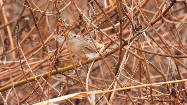 Bubbling Cisticola - ML608814031