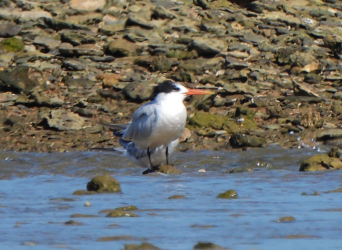 Elegant Tern - Ignacio Barrionuevo