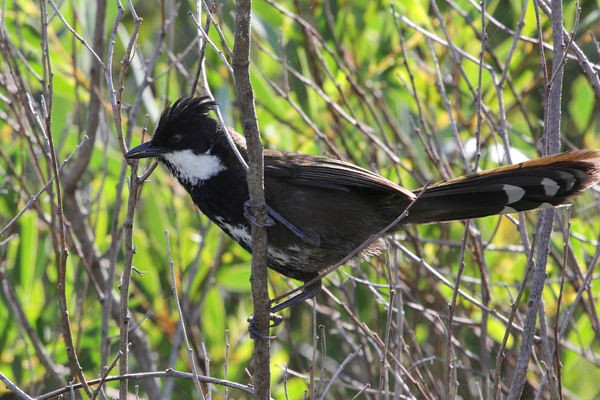 Eastern Whipbird - ML608814135