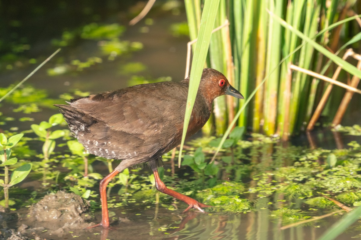 Ruddy-breasted Crake - ML608814231