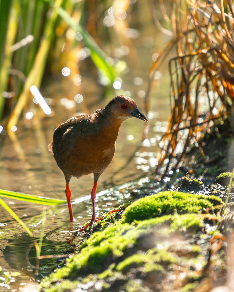 Ruddy-breasted Crake - ML608814251