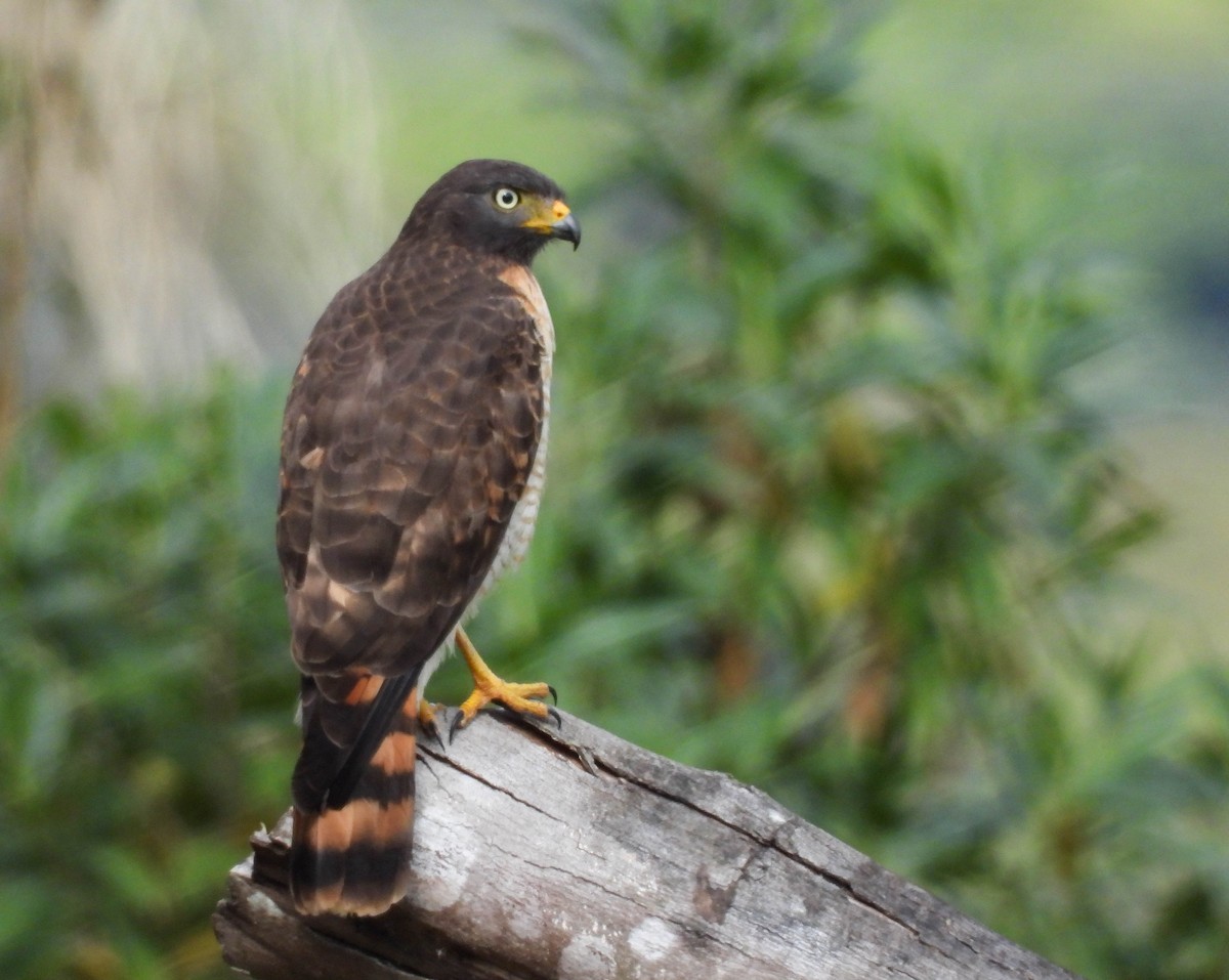 Roadside Hawk - ML608814304