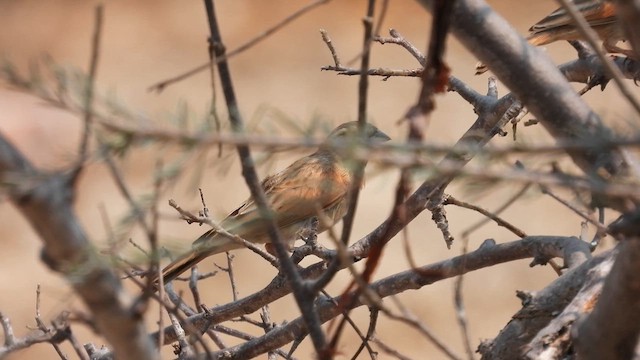 Lark-like Bunting - ML608814384