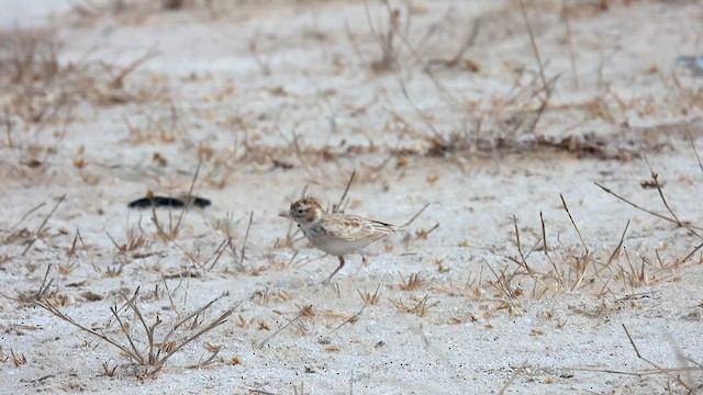 Stark's Lark - ML608814405