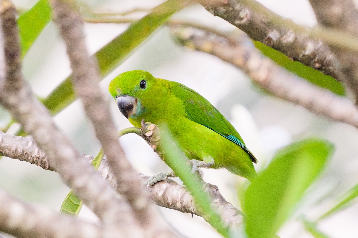 Guaiabero lunulé - ML608814437