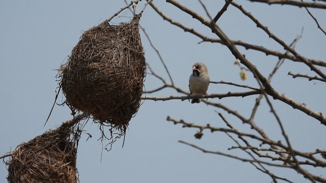 Scaly Weaver - ML608814450