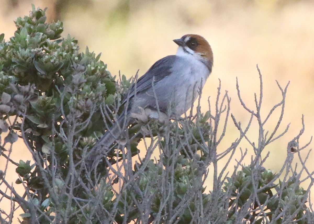 Apurimac Brushfinch - Ashley Banwell