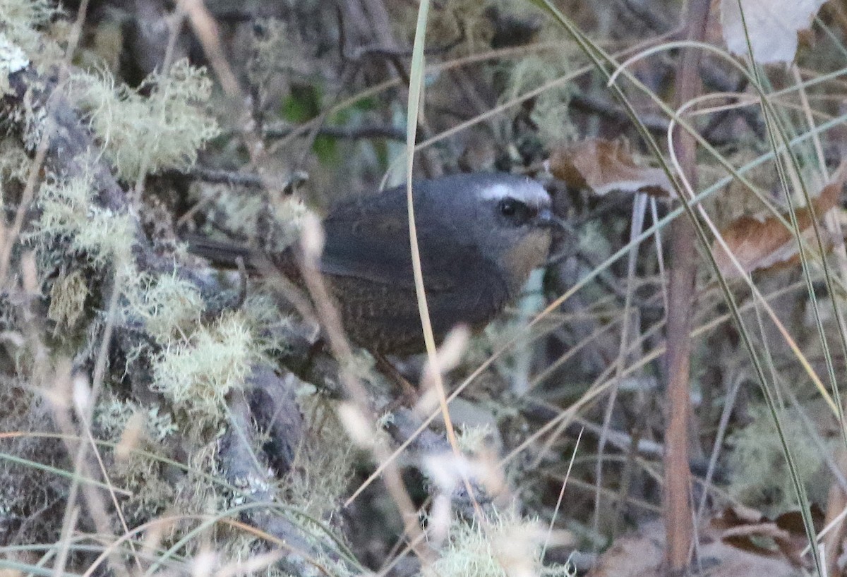 Ampay Tapaculo - ML608814548