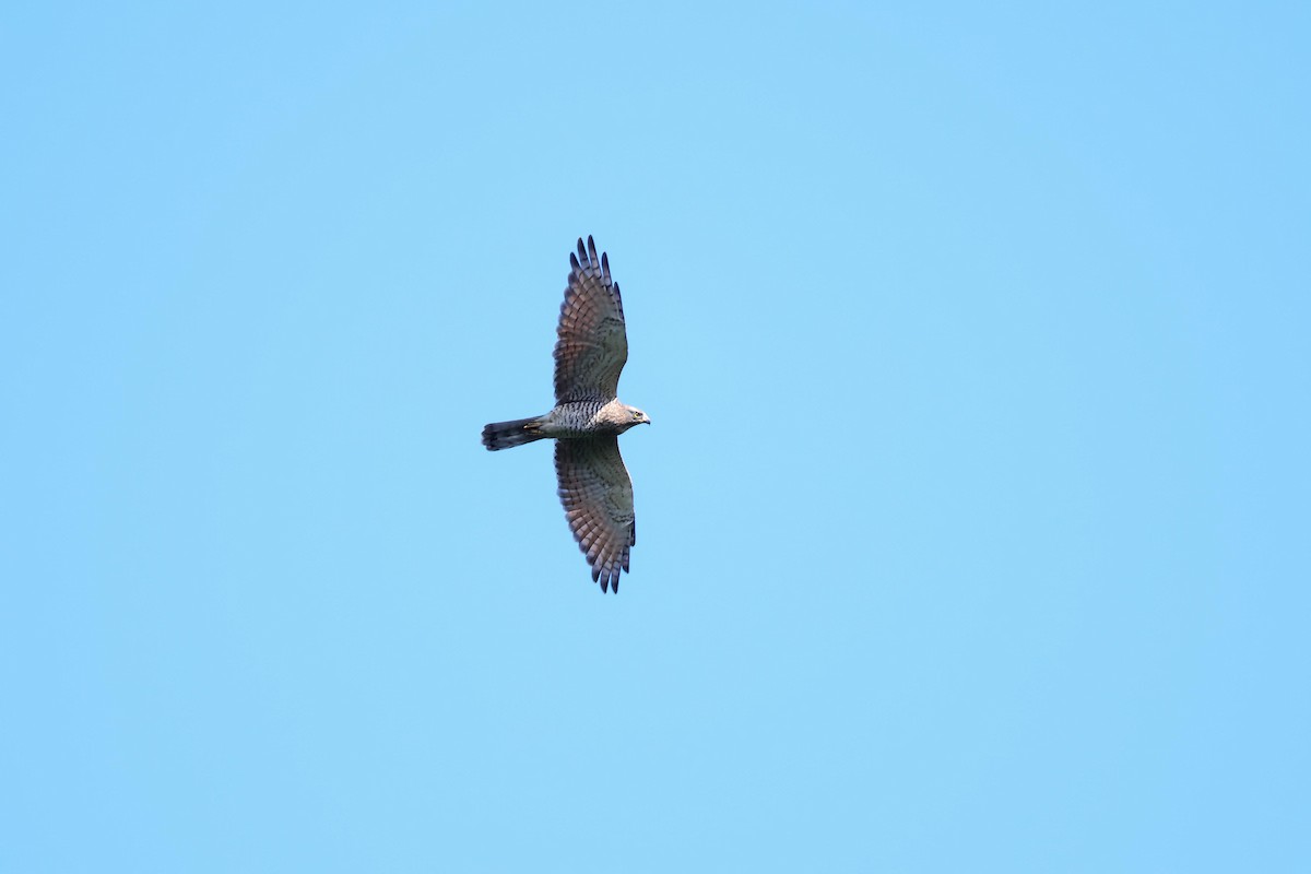 Gray-faced Buzzard - ML608814638