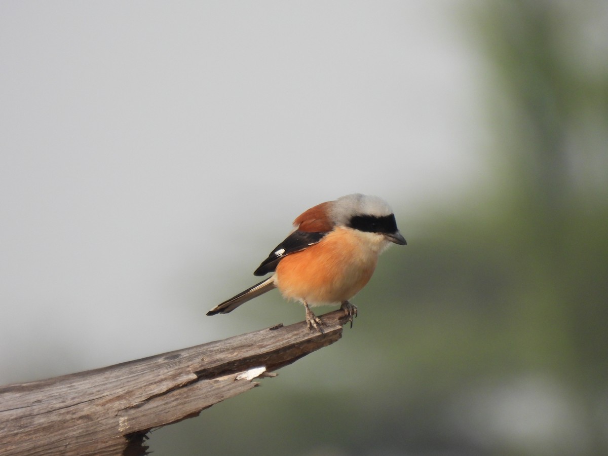 Bay-backed Shrike - ML608814641