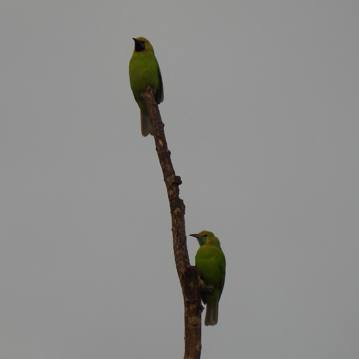 Jerdon's Leafbird - ML608814667