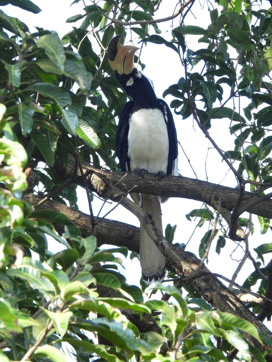 Malabar Pied-Hornbill - ML608814670