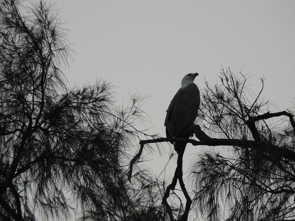 White-bellied Sea-Eagle - ML608814671