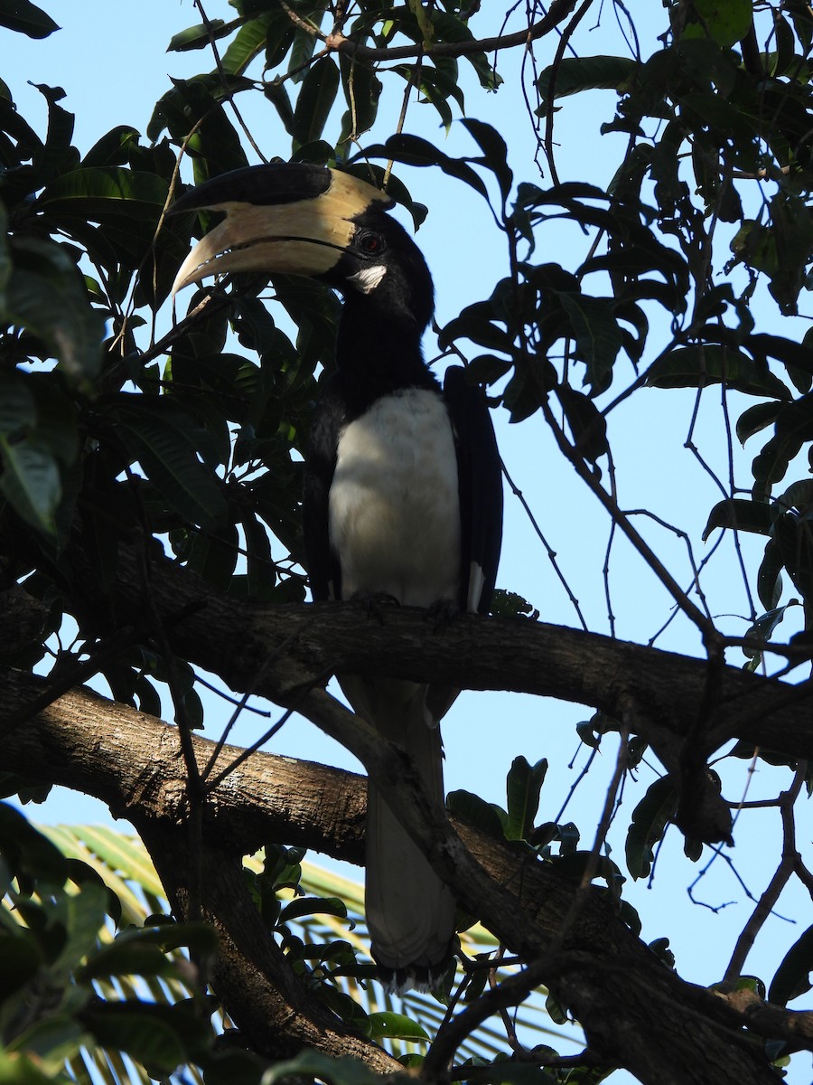 Malabar Pied-Hornbill - ML608814675