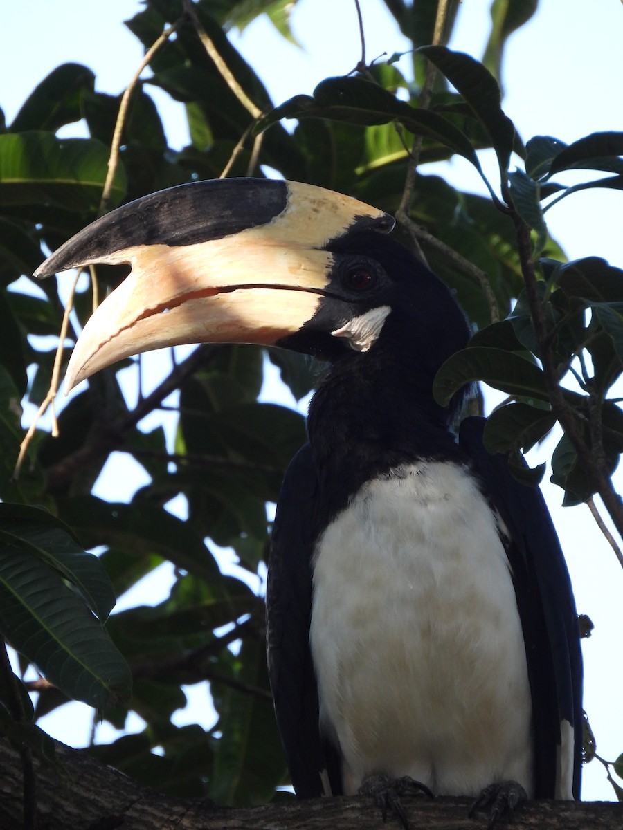 Malabar Pied-Hornbill - ML608814676