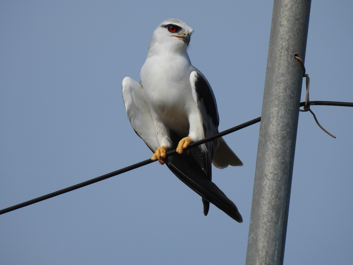 Elano urdina - ML608814684