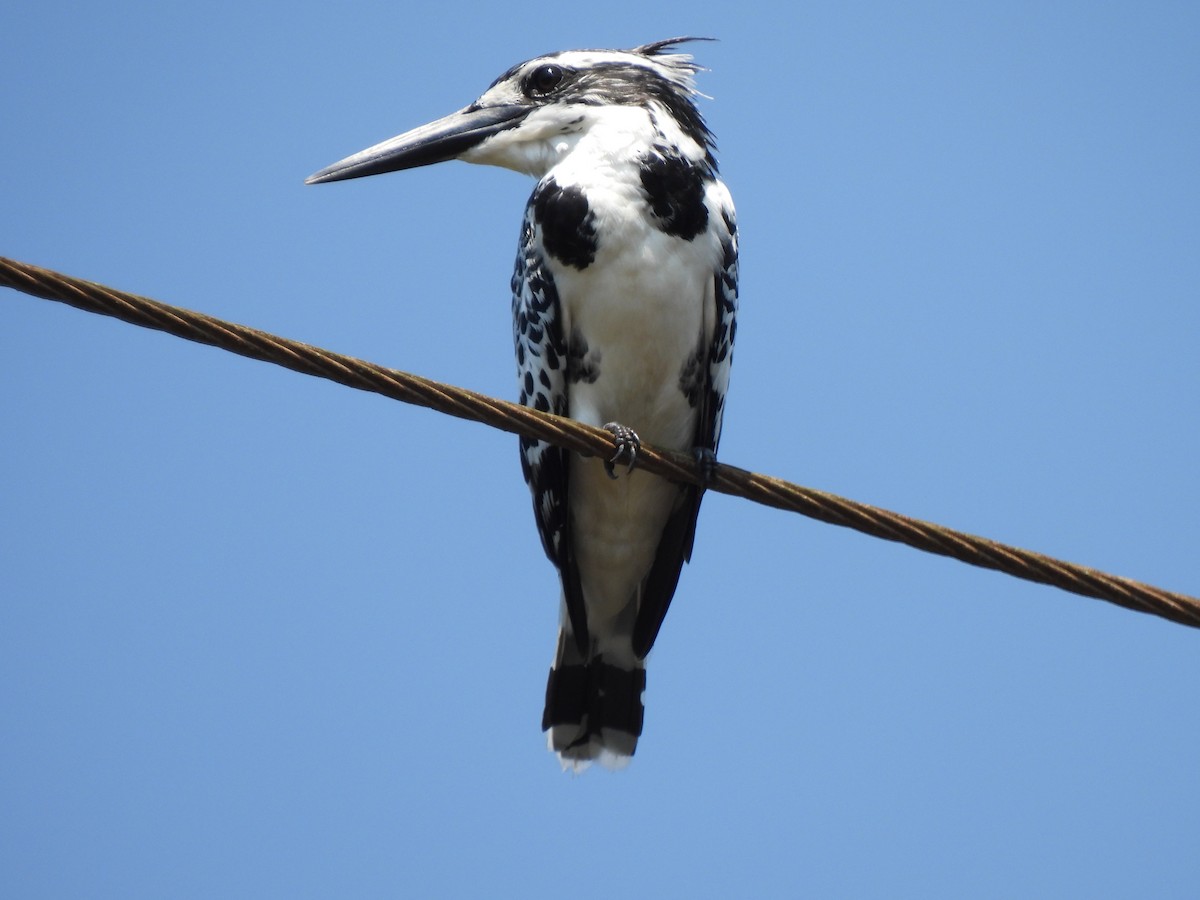 Pied Kingfisher - ML608814685