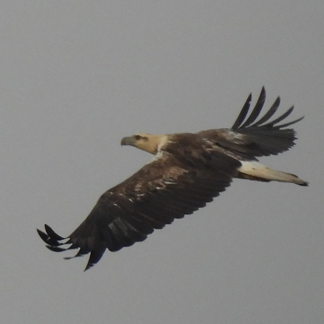 White-bellied Sea-Eagle - ML608814690