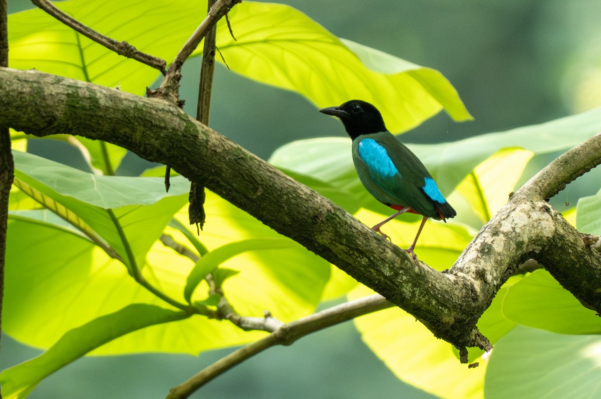 Western Hooded Pitta (Philippine) - ML608814709