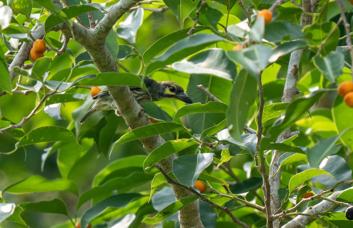 Coppersmith Barbet - ML608814719