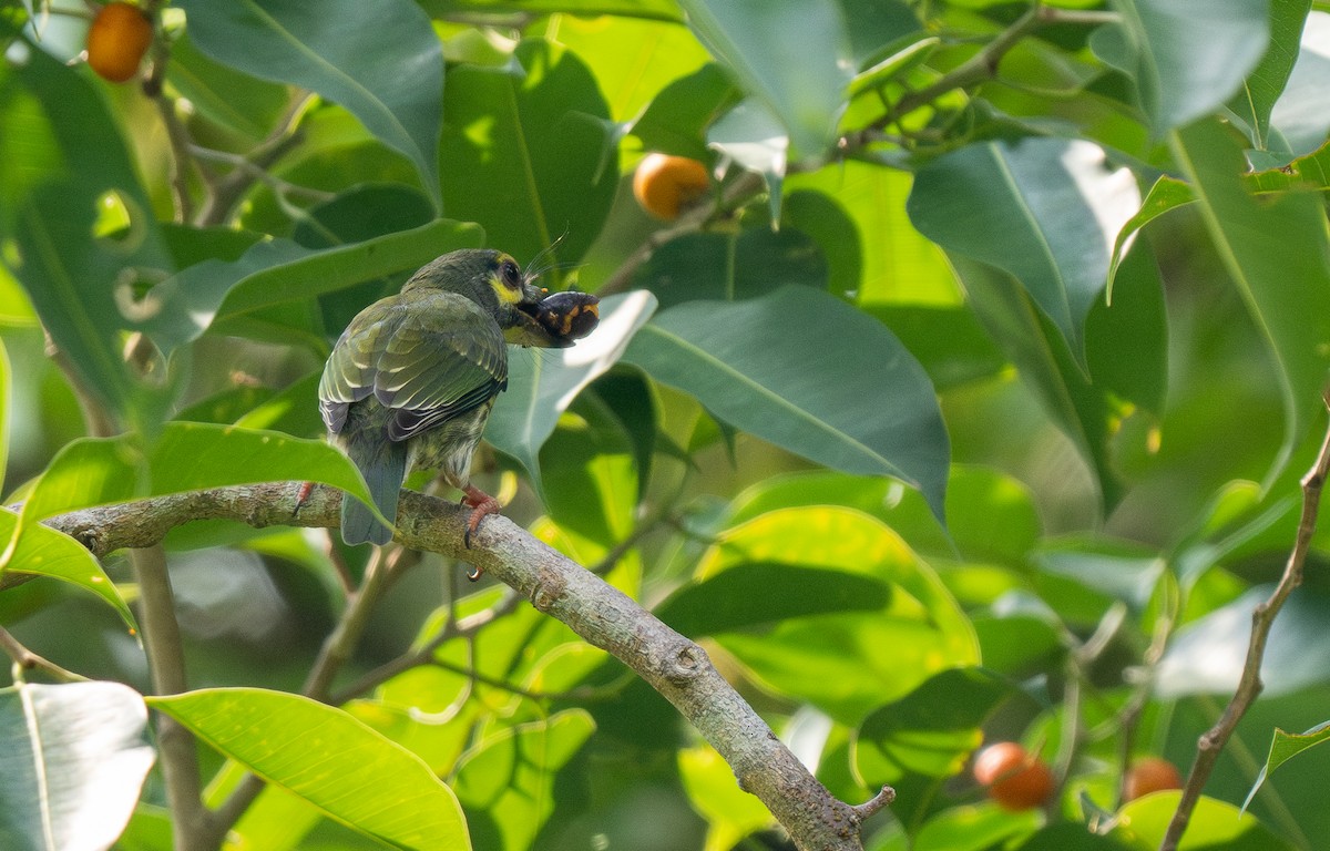 Coppersmith Barbet - ML608814722