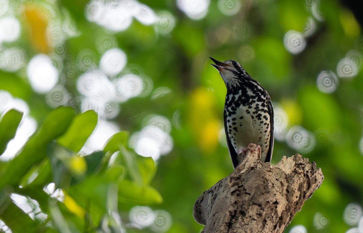 Ashy Thrush - ML608814740