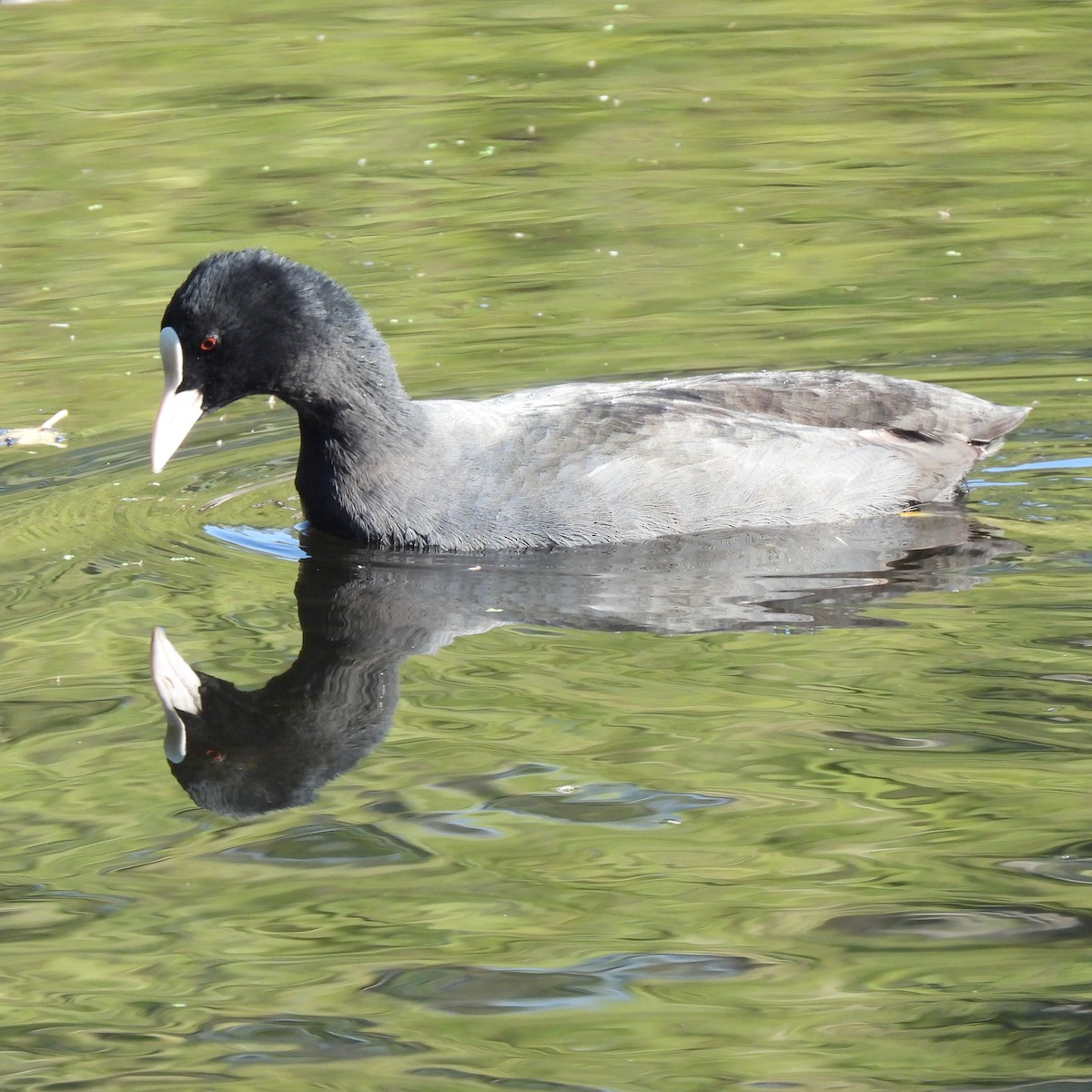 Eurasian Coot - Nachiket Kelkar