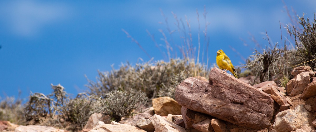 Greenish Yellow-Finch - ML608814764