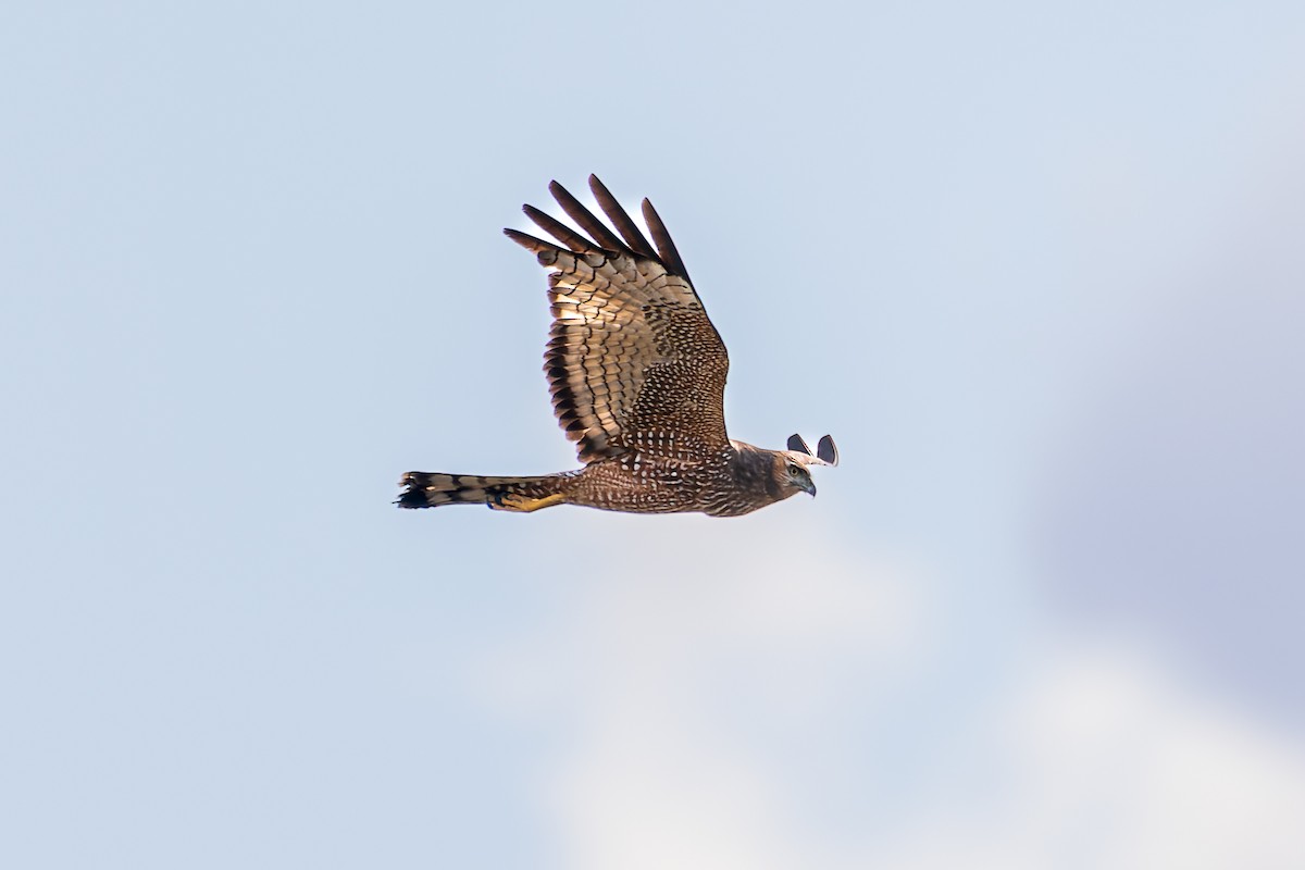 Spotted Harrier - ML608814790