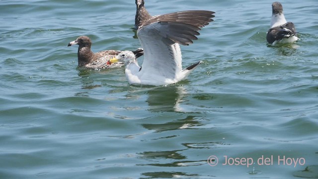 Belcher's Gull - ML608814858