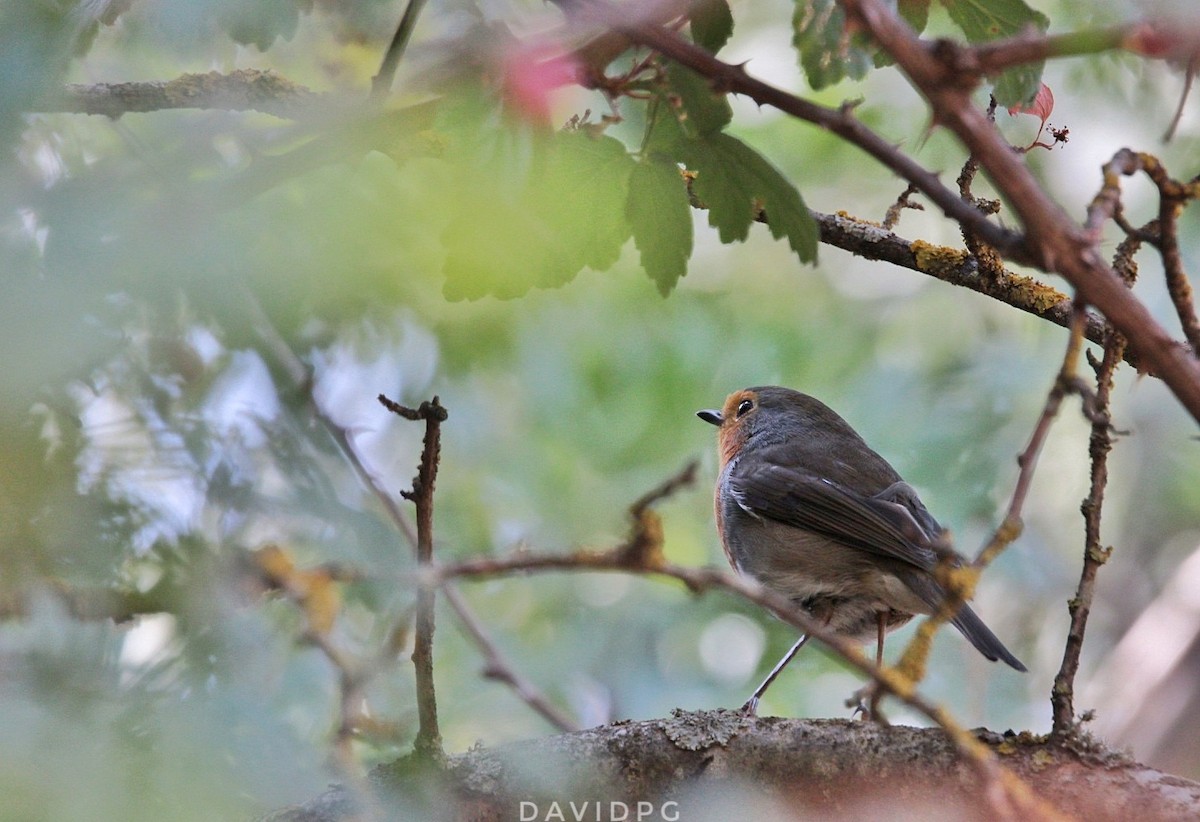 Өрнийн зээрд омруут - ML608814863