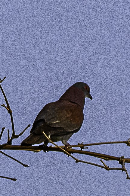 Pale-vented Pigeon - ML608814949