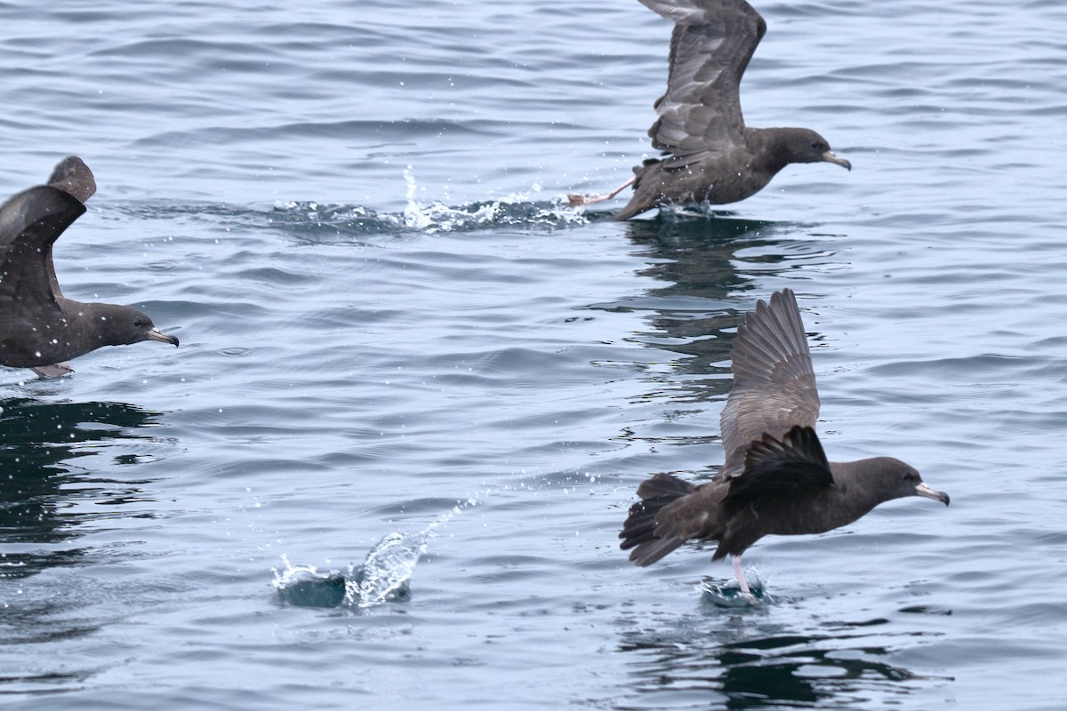 Flesh-footed Shearwater - ML608815032