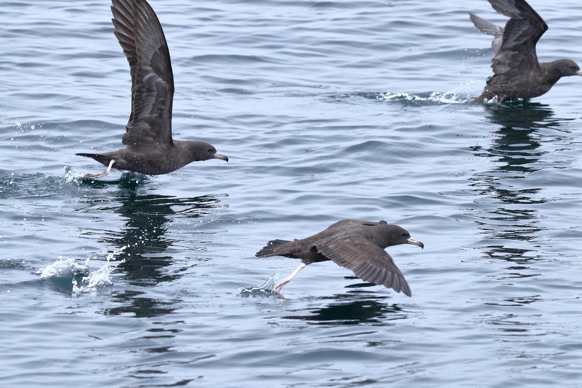 Flesh-footed Shearwater - ML608815033