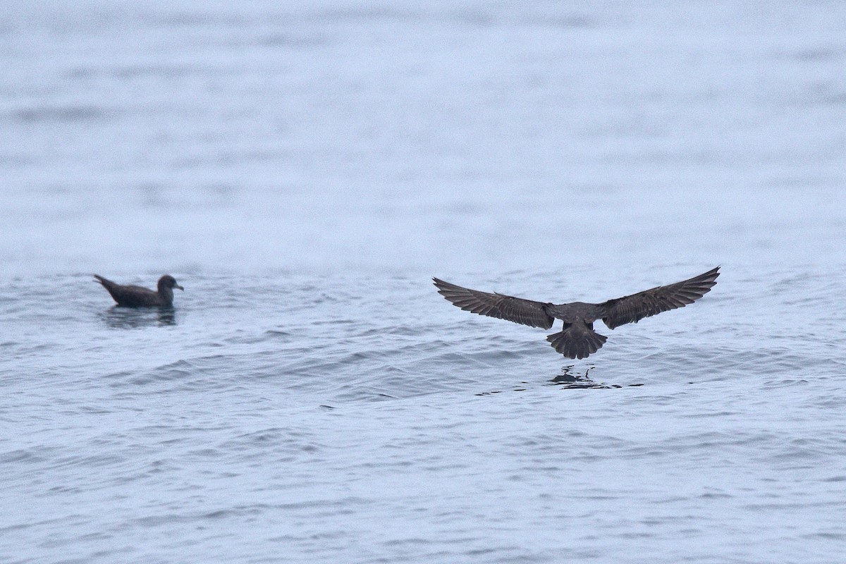 Flesh-footed Shearwater - ML608815037