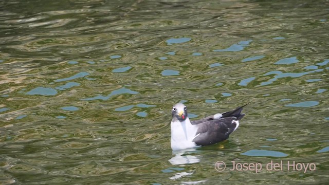 Belcher's Gull - ML608815058