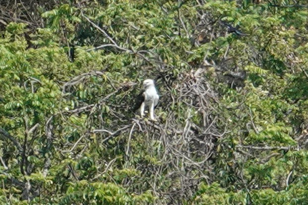 Flores Hawk-Eagle - ML608815216