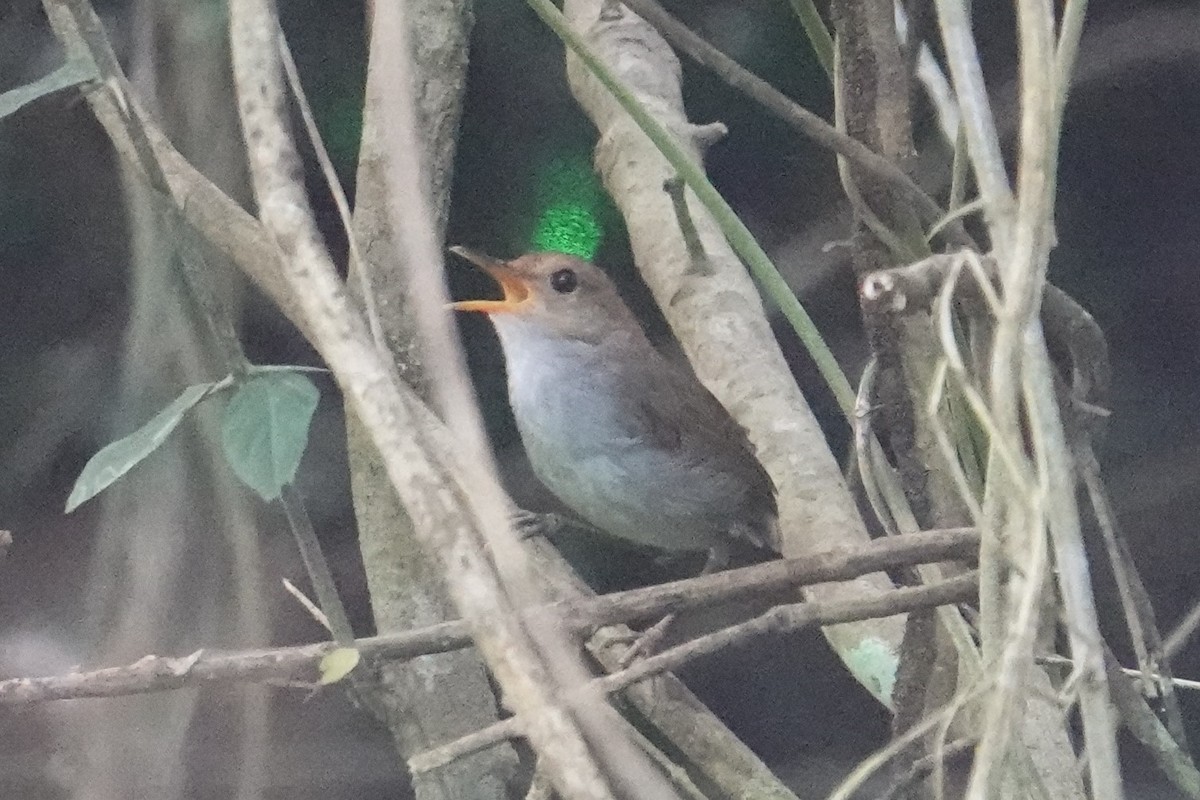 アカチャコビトサザイ - ML608815237