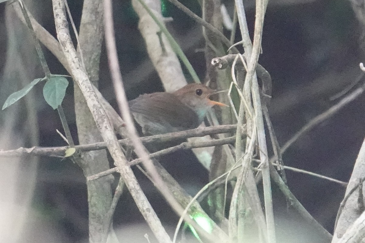 Russet-capped Tesia - Steve Kornfeld