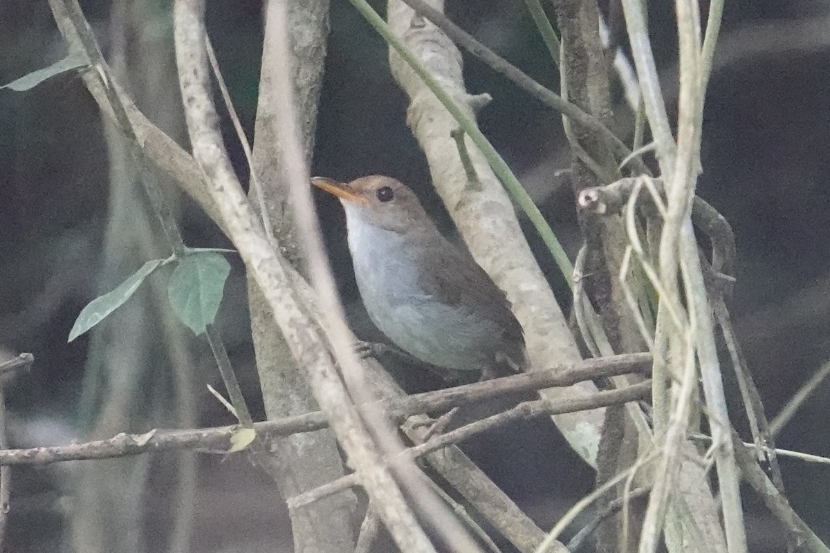 Russet-capped Tesia - Steve Kornfeld