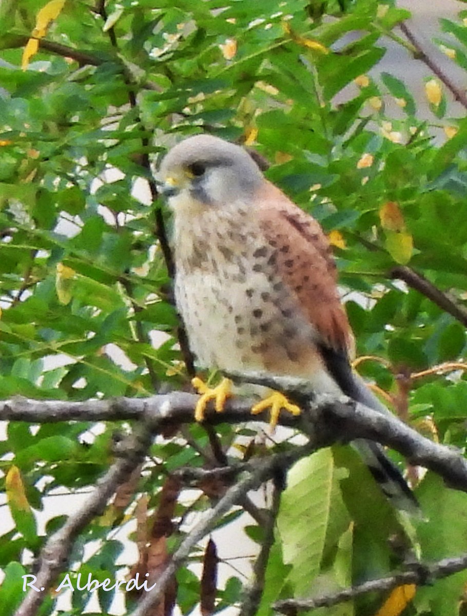 Eurasian Kestrel - Roberto Alberdi