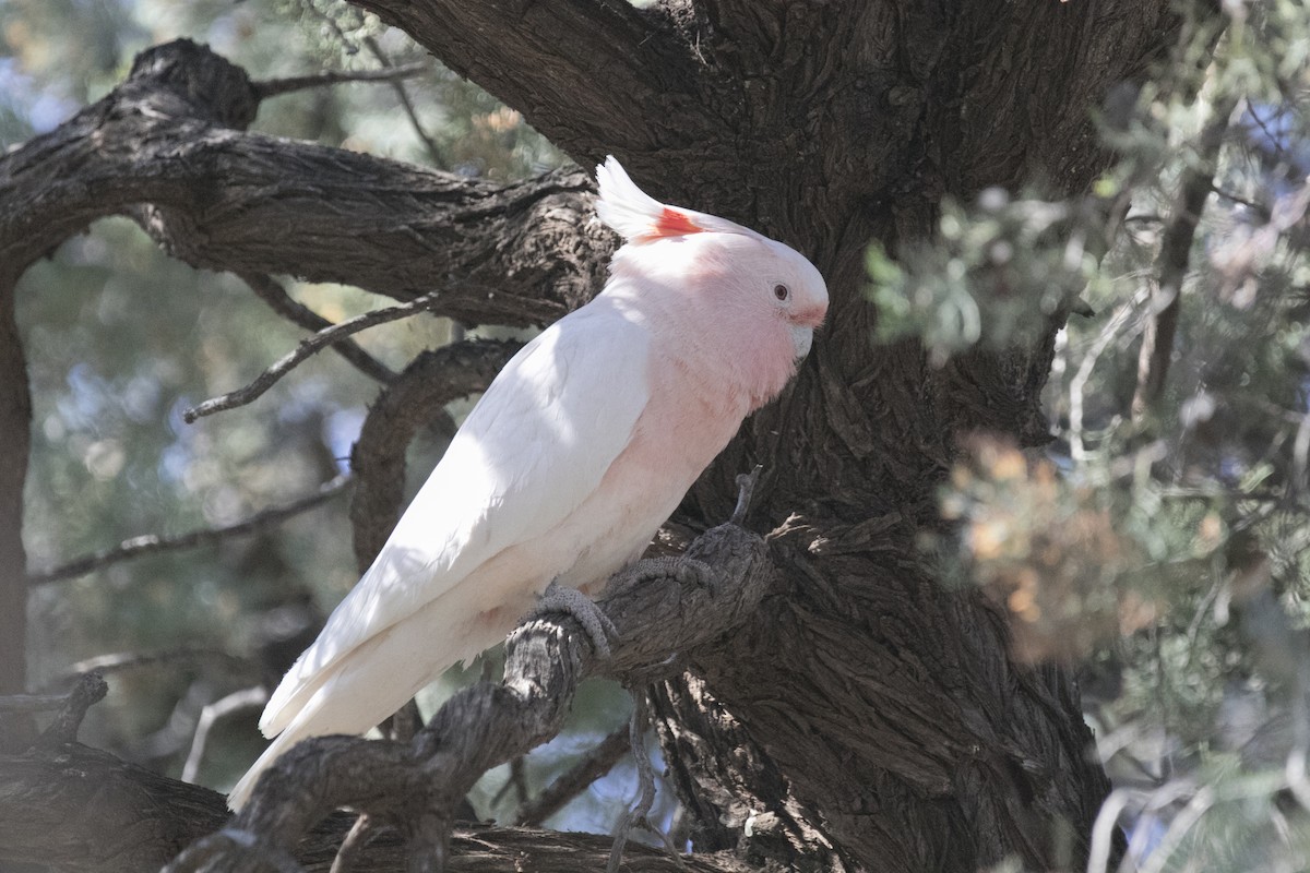 Pink Cockatoo - ML608815335
