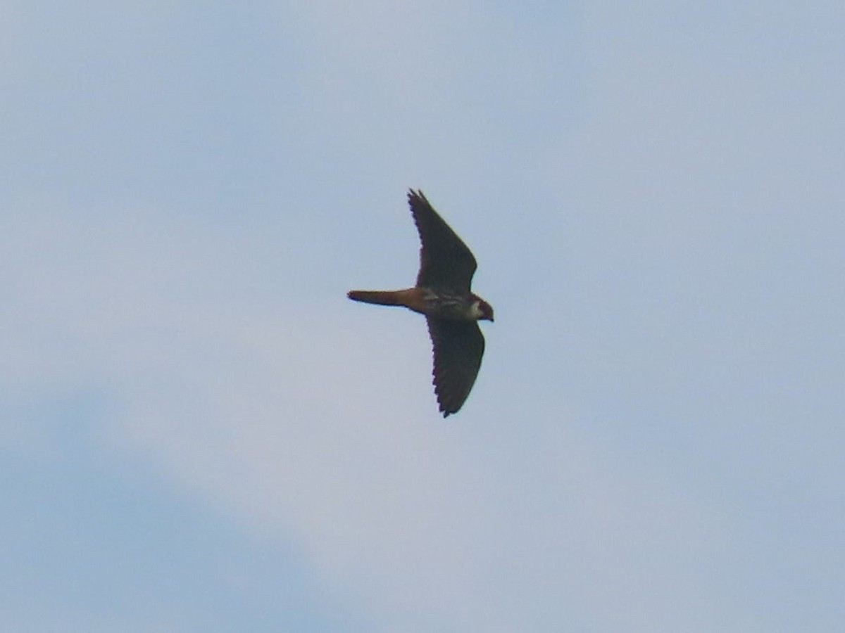 Eurasian Hobby - ML608815482